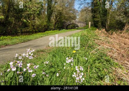 Le ladys Smock ou Cuckoo Flower (Cardamine pratensis) fleurit à côté de Monbucshire et du canal Brecon dans le parc national de Brecon Beacons. Pencelli pays de Galles Royaume-Uni Banque D'Images