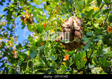 Grand nid de fourmis fait à partir de feuilles sur un arbre. Banque D'Images