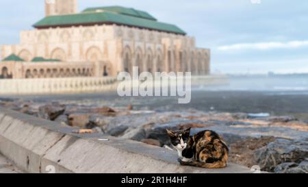 Casablanca, Maroc -avril 2023 : chat avec la mosquée Hassan II en arrière-plan. L'architecture impressionnante et les détails complexes présentent le ric du pays Banque D'Images