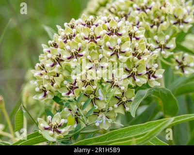 Gros plan de la plante de laitoued verte, Asclepias viridis, qui fleurit le jour du printemps au Texas. Banque D'Images