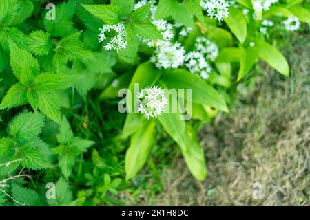 Allium ursinum, connu sous le nom d'ail sauvage, ramsons, Cowley, poireau de vache, Cowley, sarrasins, ail à feuilles larges, ail en bois, poireau d'ours Banque D'Images