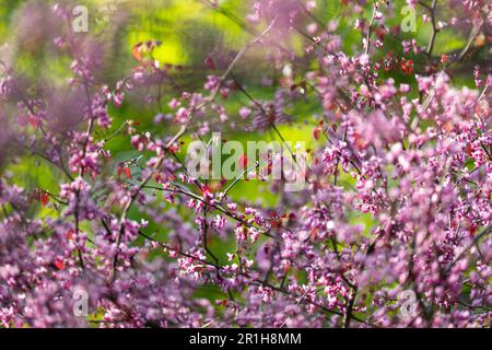 Papier peint d'arrière-plan Prunus serrulata ou cerise japonaise Banque D'Images