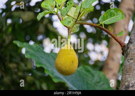 Durian ou jackfruit pendant un arbre au Sri lanka Banque D'Images