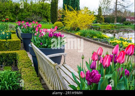 Tulipes au printemps autour de la partie supérieure de l'étang, y compris le jardin de la salle de lecture. Banque D'Images