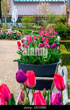 Tulipes au printemps autour de la partie supérieure de l'étang, y compris le jardin de la salle de lecture. Banque D'Images