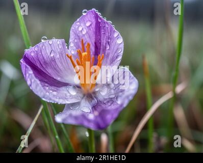 Gros plan d'un crocus pourpre en fleur avec des gouttes de rosée sur ses pétales. Une faible profondeur de champ brouille le fond des autres crocodiles du champ. Parfait pour Banque D'Images