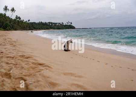 Chien solitaire errant sur une plage au Sri Lanka Banque D'Images