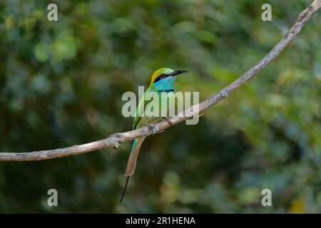 Un oiseau de pêcheur roi sur un arbre Banque D'Images