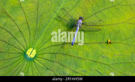 En regardant vers le bas sur une libellule bleue reposant sur une feuille de nénuphars dans un étang Banque D'Images