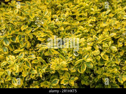 Gros plan sur Euonymus fortunei Emerald 'n' Gold, un arbuste nain avec des feuilles variées, Angleterre, Royaume-Uni Banque D'Images