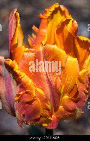 Variété de Prinses Irene Tulips, princesse Irene Parrot tulip portrait de fleur Banque D'Images