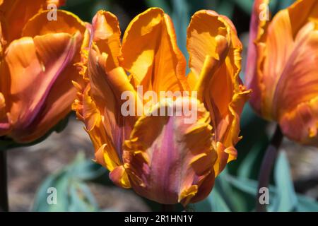 Tulipe 'Prinses Irene', Tulipa 'Prinses Irene', Parrot tulipe 'Prinses Irene Parrot' Banque D'Images