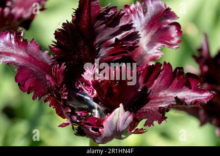 Tulipe « Parrot noir » Tulipa, fleur noire Banque D'Images