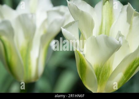 Viridiflora Groupe tulipes 'Spring Green' Tulip White cultivar Tulipa 'Spring Green' Tulipa fleurs en fleurs mai Tulipes blanches fleurs en fleurs Banque D'Images