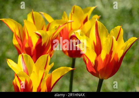 Tulipe tulipe à fleurs de lis 'ailes de feu', tulipes rouge jaune Banque D'Images