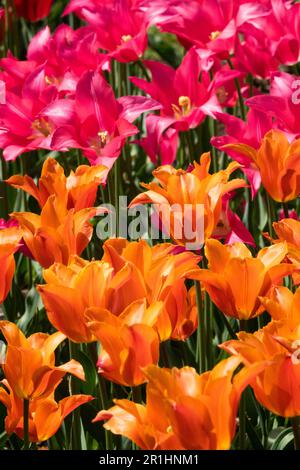 Tulipes 'Ballerina'Tulipa 'Mariette', mélange, Rose, Orange, Lily Flowered, tulipe, présentoir de lit de fleurs Banque D'Images