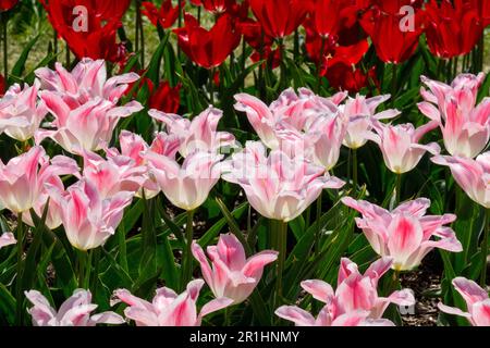 Mélange, tulipes, Tulipe 'Holland Chic', Tulipa 'Moneymaker', Blanc, rose, rouge, lit Banque D'Images