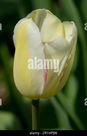 Portrait de la fleur Tulipa 'Blashing Lady' Single Late Tulip, cultivar Banque D'Images