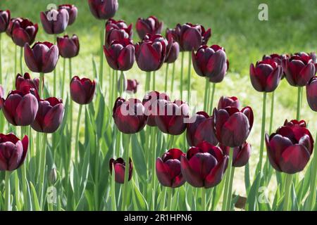 Tulipa 'Reine de nuit' tulipe, Noir, Tulips, cultivar Banque D'Images