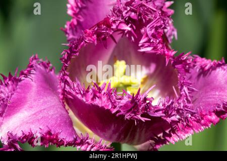 Brillant, violet, rose, tulipe, fleur, Gros plan, Bloom, Frise, Tulipa 'Eyelash', stigmatisation Banque D'Images