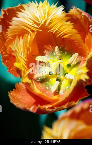 Portrait de fleur « Lambada » de tulipe orange avec pistils et stigmates au centre de la fleur Banque D'Images