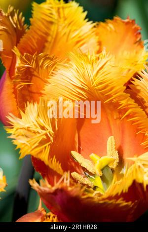 Orange, tulipe à franges « Lambada » Tulipa Banque D'Images