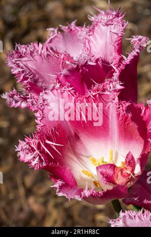 Rose, violet, tulipes, en forme de tasse, ouvert, Tulipe à franges, cultivar, fleur, Liliaceae, plante, Tulipe « Fancy Frills » Banque D'Images