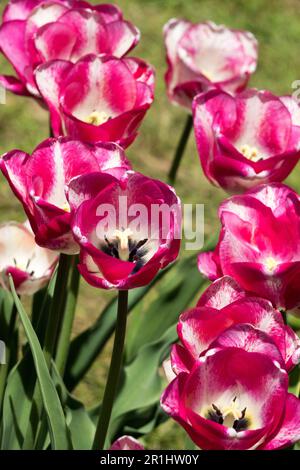 Rose, blanc, fleur, tulipe, jardin de cultivar Banque D'Images