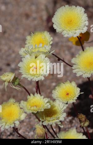 Dandelion du désert, Malacothrix glabrata, présentant des fleurs printanières dans les montagnes Cottonwood, une plante indigène annuelle avec des inflorescences ligulifères. Banque D'Images