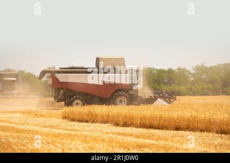 La moissonneuse-batteuse récolte du blé. Photo de haute qualité Banque D'Images