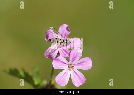 Gros plan l'aéroglisseur femelle Melangyna cincta synonyme Fagisyrphus cinctus, famille des Syrphidae. Sur une fleur d'herbe-Robert (Geranium robertianum), Banque D'Images