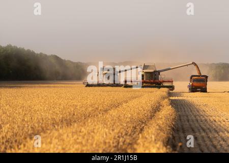 La moissonneuse-batteuse récolte du blé. Photo de haute qualité Banque D'Images