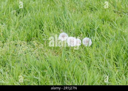 Herbe verte et groupe d'horloges Taraxacum officinale / Dandelion dans le bord de l'herbe rural de bord de route. Texture de l'herbe longue, entrée dans l'idiome de l'herbe longue Banque D'Images
