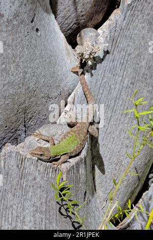 Le lézard vert italien s'épanouit dans un climat chaud Banque D'Images