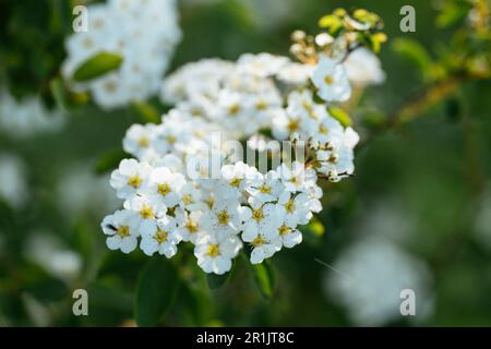 Un arbuste de couronne (Spiraea x vanhouttei) en fleurs au printemps. Banque D'Images