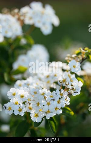 Un arbuste de couronne (Spiraea x vanhouttei) en fleurs au printemps. Banque D'Images