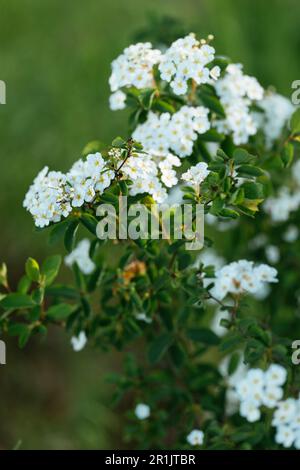 Un arbuste de couronne (Spiraea x vanhouttei) en fleurs au printemps. Banque D'Images