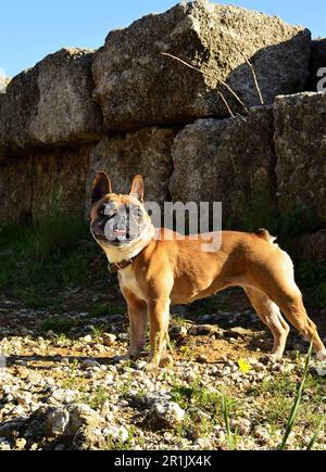 Un boudogue français beige se promène dans le parc et se dresse près des murs anciens. chien marchant dans le parc Banque D'Images