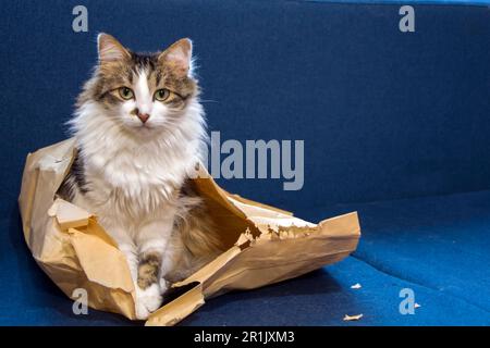 Un beau chat domestique en tabby avec de longues fourrures et des yeux verts assis dans un sac en papier déchiré sur un canapé bleu foncé et regardant l'appareil photo. Banque D'Images