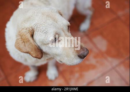 Labrador chien regardant sur le côté espace copie vue rapprochée Banque D'Images