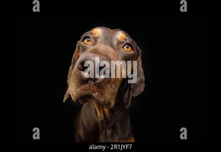 Portrait gros plan chien chiot vizsla sérieux et attentif. Isolé sur fond noir foncé Banque D'Images