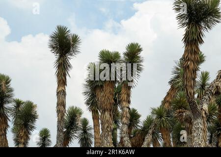 Beaucoup de beaux arbres de Joshua poussant sous ciel nuageux Banque D'Images