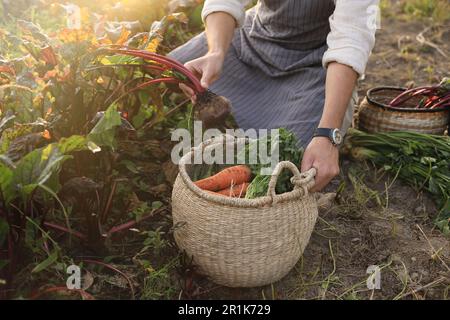 Homme moissonnant différents légumes frais mûrs à la ferme, en gros plan Banque D'Images