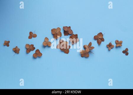 Composition de la couche plate avec fleurs d'hortensia séchées sur fond bleu clair Banque D'Images