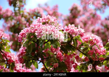 La pomme fleurira sur une branche dans le jardin de printemps. Fleurs roses avec feuilles vertes Banque D'Images