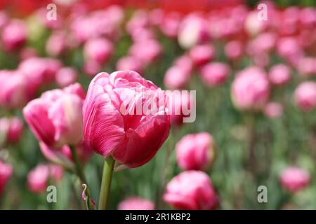 Fleurs de tulipe roses, fond de printemps. Champ de tulipes fleuris, foyer sélectif Banque D'Images