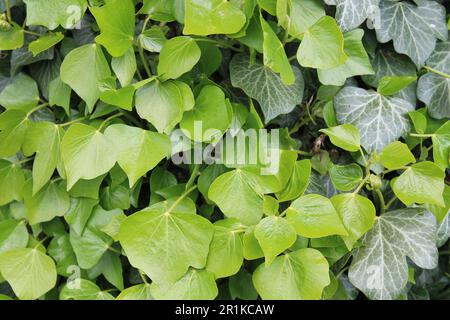 Un gros plan des feuilles d'Ivy sur un mur dans le North Yorkshire UK Banque D'Images