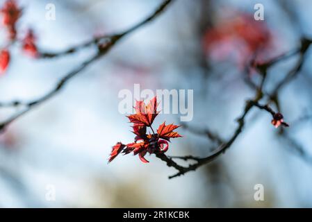 Feuilles rouges fraîches d'érable Crimson King au printemps Banque D'Images