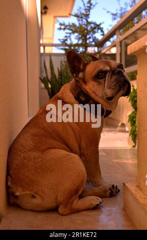 Un boudogue beige français est installé sur un balcon. Le collier marron sur le cou et le museau du chien regarde dans la distance.pots de fleurs dans le fond Banque D'Images