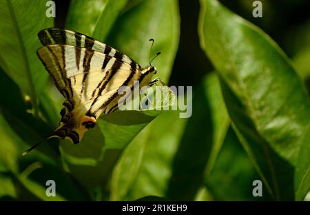 Un papillon noir et blanc se trouve sur une branche d'arbre sous les rayons du soleil. Les feuilles vertes de l'arbre brillent au soleil. Banque D'Images